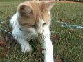 Gracie's fall adventures