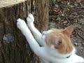Gracie's fall adventures