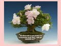 Povestea unui bonsai Povestea unui bonsai