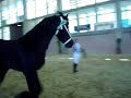 Otro Video de nuestros Potros Frisones Remmelo y Merlin ganando la Medalla en Jerez.