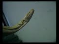 Death SS - Tallow Doll (videoclip)