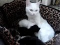 Kittens