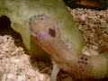 Tango & The Box Of Crickets