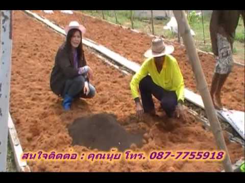 การปลูกเมล่อน - แนะนำวิธีการปลูกเมลอนการเตรียมเมล็ดพันธุ์เมลอนเพาะเป็นต้นกล้าเพื่อลงดินเตรียมดินระ...