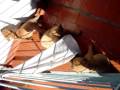 videos de Cachorros tosa inu 08