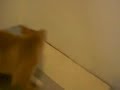 shiba inu