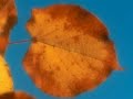 Autumn Leaves - Les Feuilles Mortes Autumn Leaves - Les Feuilles Mortes