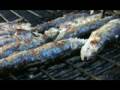 Grilled Portuguese Sardines