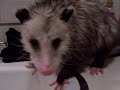 stew after another bath 2