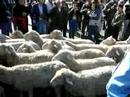 Ca�ada Real - V�as pecuarias - Madrid  (II)