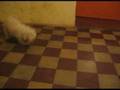 videos de Kyra