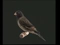Naturaves - Hibridos 5 (Negrito de Bolivia x Canaria).avi