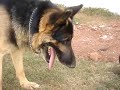 Meus c�es brincando
