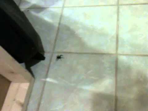 how to eliminate spiders in a basement