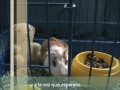 La Cobaya Mario y la gran fuga
