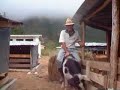 Pig Ridding Inside Pululahua