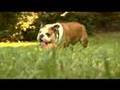 Soccer Playing Bulldog