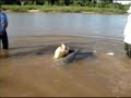 Maior Piraba do Brasil - 2,30 mt - 1,70 kg - Rio Araguaia Maior Piraba do Brasil - 2,30 mt - 1,70 kg - Rio Araguaia