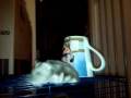 HAMSTER