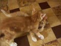 kitten fight