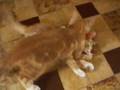 kitten fight