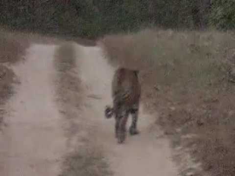 OLD MALE TIGER