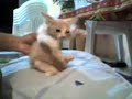 Gatita-Sensual