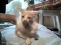Gatita-Sensual