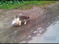 Haciendo la compra