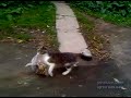 cat goes to home after shopping (кот с покупками идет домой)