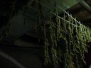hanging buds and growing plants hanging buds and growing plants