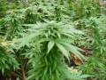 hanging buds and growing plants