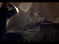 Kitty Monster the cat licks water bottle condensation