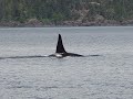 Killer whales