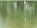 Baby Ducks