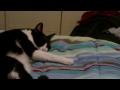 Vlog 1/3/2010