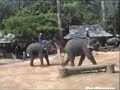 Annimals Annimals