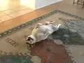 Wolrld weirdest dog Wolrld weirdest dog
