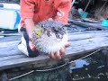 Puffer fish Puffer fish
