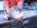 Puffer fish