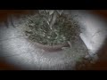 La Oveja Asesina.. (HD)