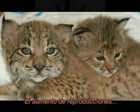 Imagen de previsualización de YouTube