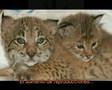 Lince Ibérico