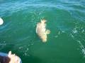 JEWFISH GOLIATH GROUPER NAPLES FLORIDA