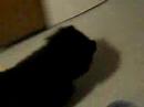 Playing fetch with Zero Playing fetch with Zero