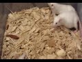 mice breeding update + tailless mouse mice breeding update + tailless mouse