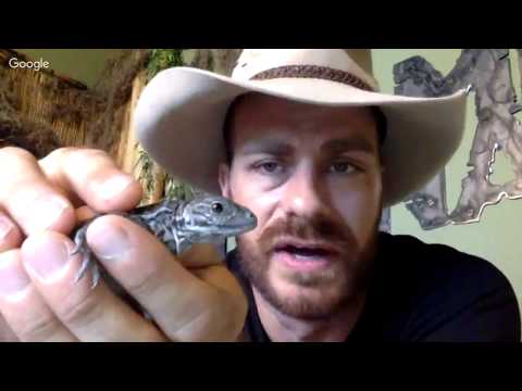 YouTube reptile video
