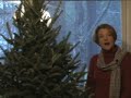 Christmas Tree onto Brush Pile Christmas Tree onto Brush Pile