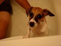 Puppys first bath