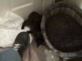 Triksy battles boot!